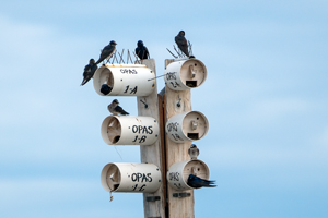 Purple Martin